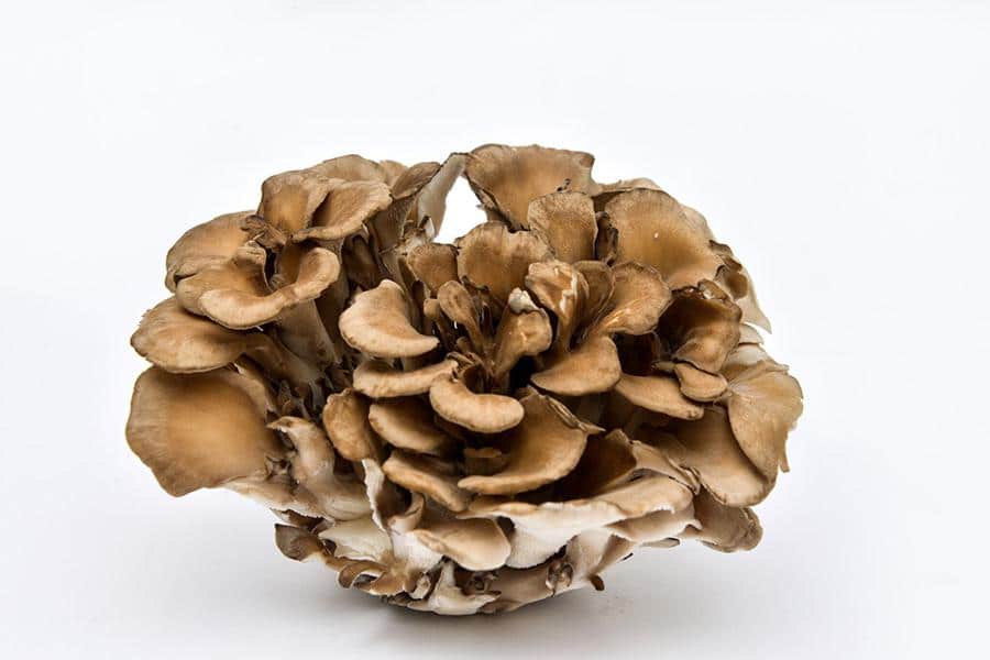 Les bienfaits des champignons médicinaux pour la santé - Les Douces Paroles