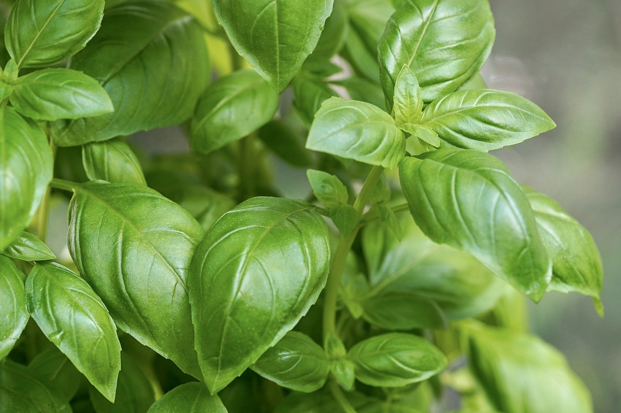 Les types de basilic et une recette de vinaigre infusé au basilic.