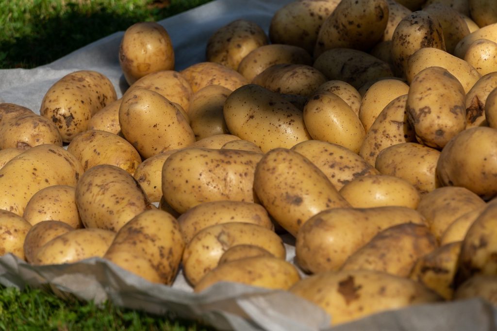 Cuisson_pomme_de_terre_à_l_eau_:_tout_ce_que_vous_devez_savoir_pour_ne_pas_vous_tromper